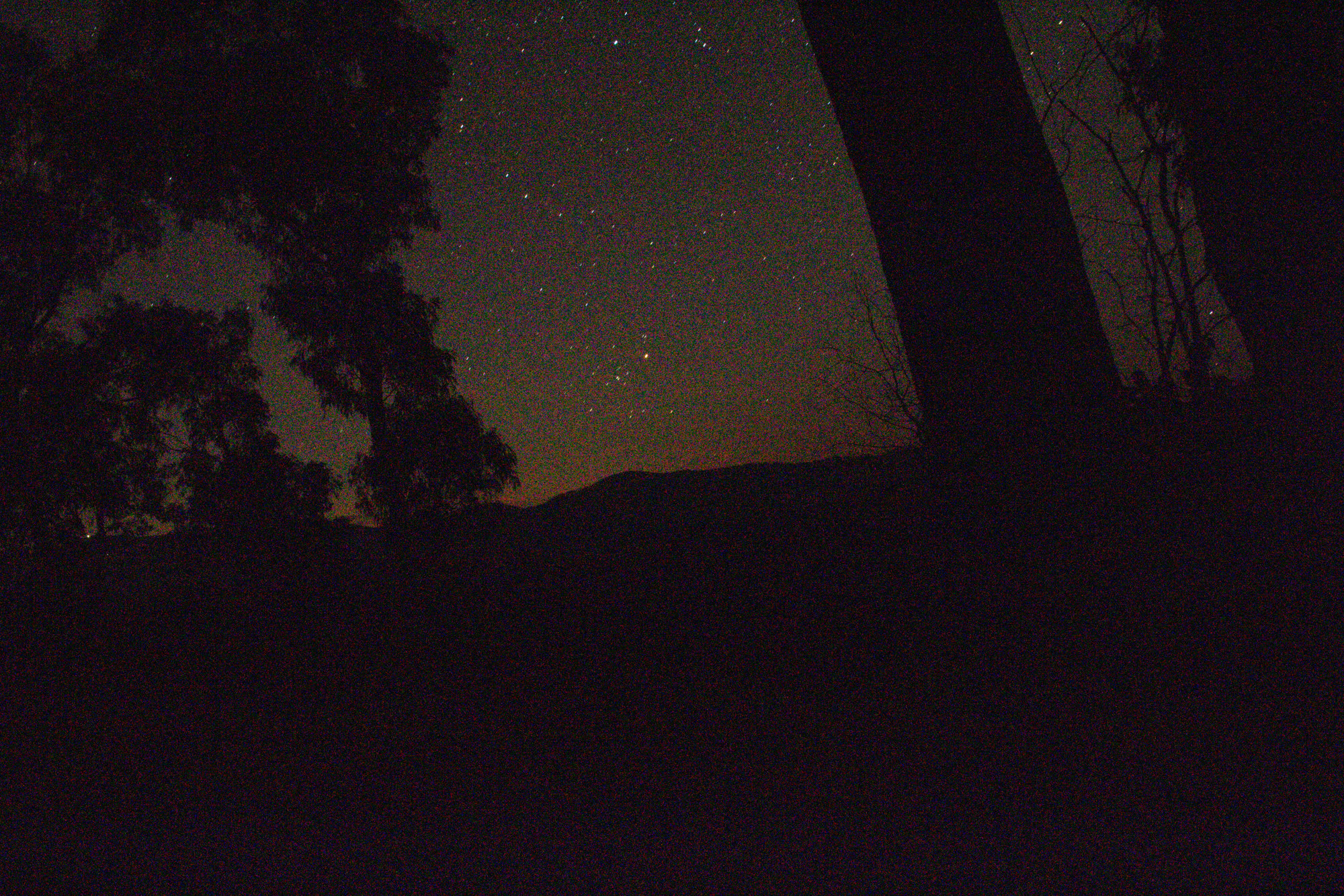 Stars over silhouetted gum trees